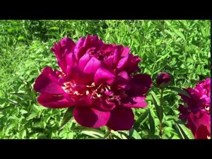 Пион ИННОВЕЙШЕН  Paeonia INNOVATION: обзор, описание, цветение, отзыв