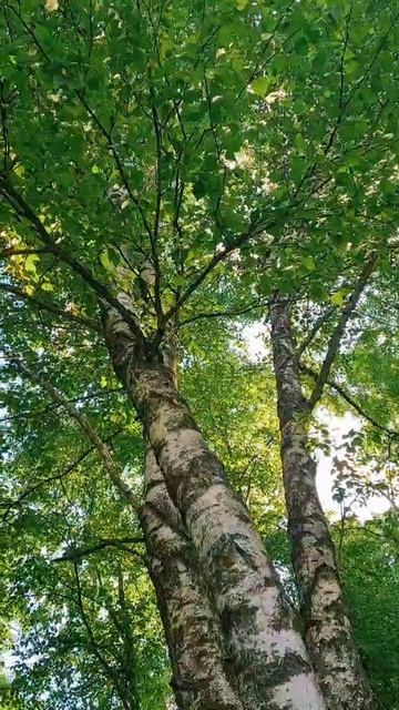 Голоса природа смотреть онлайн