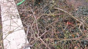 Куда деваю ветки после обрезки деревьев.