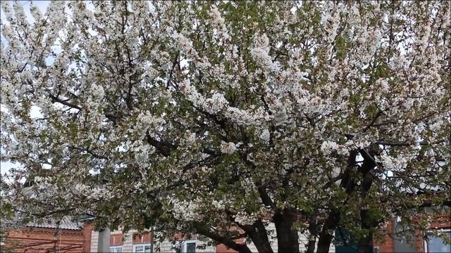 На Кубани всë цветëт. смотреть онлайн