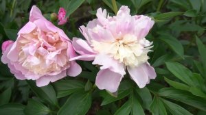 Сборное видео  пионов Отечественной селекции