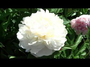 Пион ЛАРИСА СКАКОДУБ / Paeonia LARISA SKAKODUB: обзор, описание, цветение, отзыв