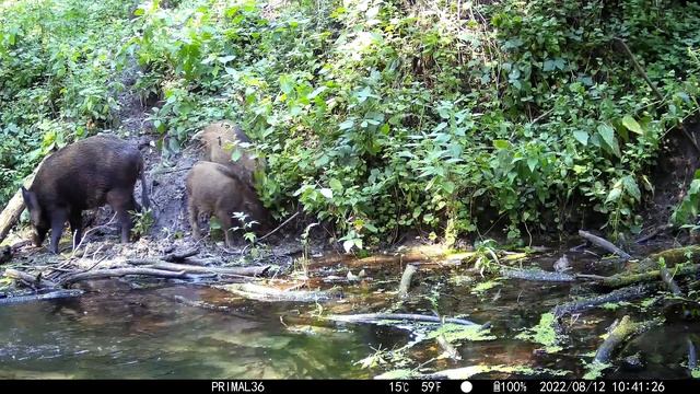 🐗 sjcam m50 Hunting Camera / небольшая семья кабанов #1 смотреть онлайн