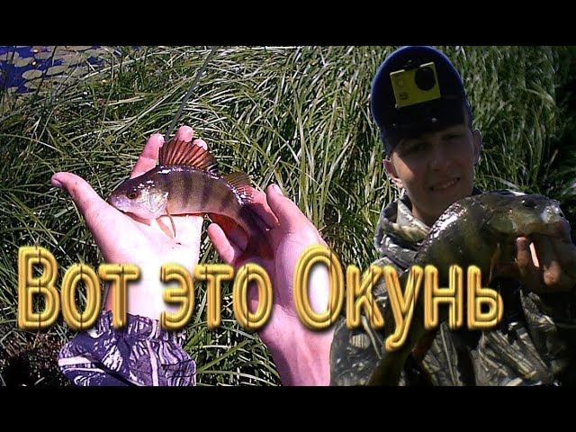 Вот это Окунь, давно не ловил таких Полосатых!  Рыбалка на поплавок.