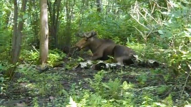 Велопробег к лосю. смотреть онлайн