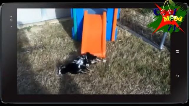 BEST FUNNY ANIMALS Part1 смотреть онлайн