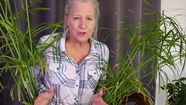 4 Simple Steps To Overwinter Papyrus смотреть онлайн
