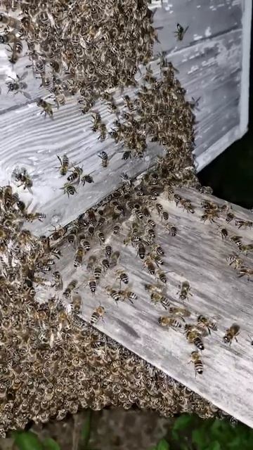 Пасека гудит пчелы делают мед смотреть онлайн