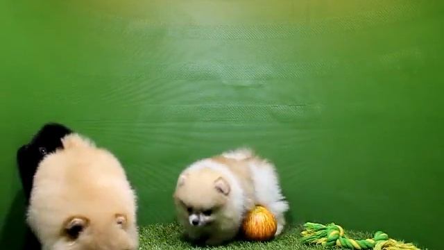 Шпиц смотреть онлайн