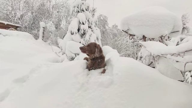 А снегу всё больше.