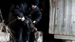 Как правильно забить петуха.