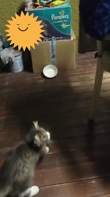 Орёл степной