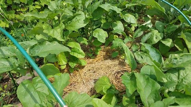 Мульчирование почвы польза