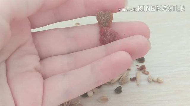 НОВЫЙ КОРМ? /Мася Life 🐹 смотреть онлайн