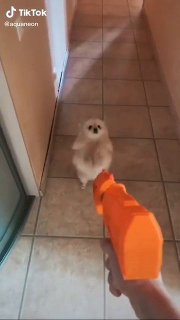 Сдавайся немецкий шпиц хахаха