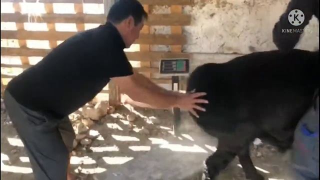 Кочкар по кличке (Мустанг) нашего брата Нуртаса (к/х ДОДА) смотреть онлайн