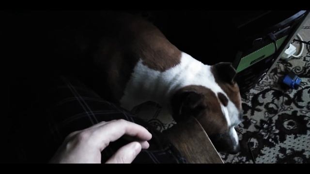 Стаффорд выпрашивает орехи смотреть онлайн