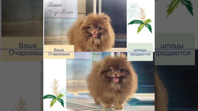 Шпиц Инга