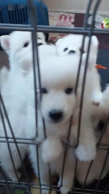 щенки японского шпица питомник Цунени Катцу смотреть онлайн