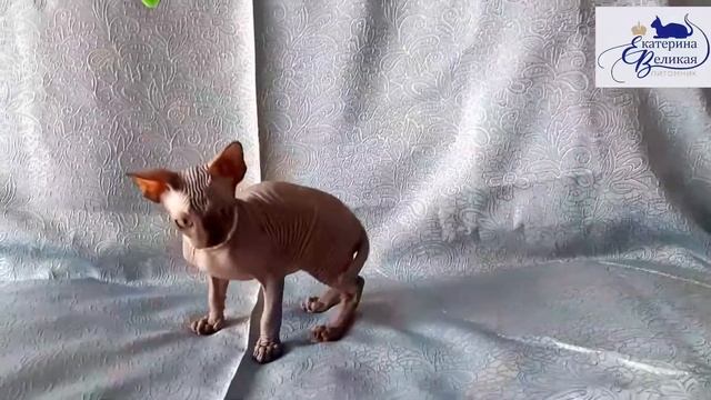 Гранд-Адмирал Екатерина Великая