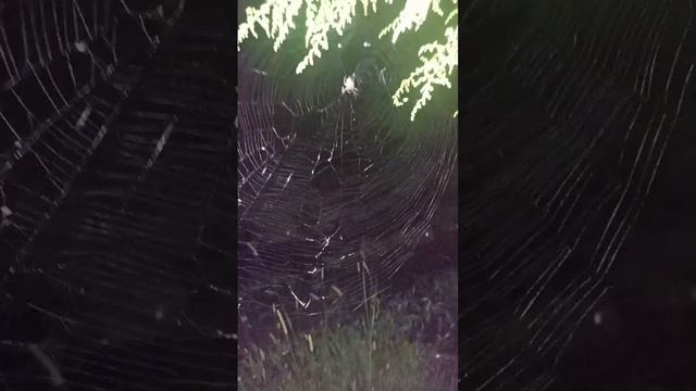 Spider Web: (Type 2)  The Polygonal Thin weaved form