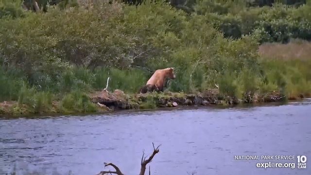 Медведи Катмай. Аляска - Katmai bears. Alaska. смотреть онлайн