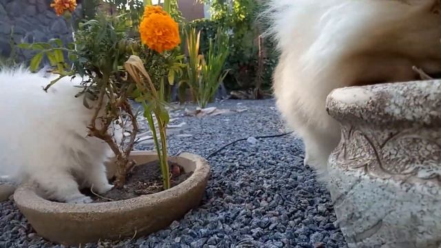 шпиц померанский утром жрем вякую гадость