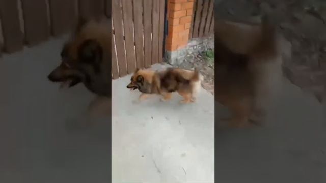 Ненецкая оленегонная лайка. Наши собаки. смотреть онлайн