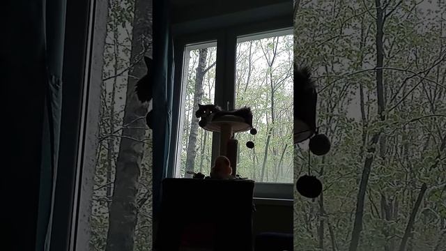 Снег идёт листья 🌿❄🍀 зелёные 🐱 Пират кот поймал удачную аномалию и теперь отдыхает