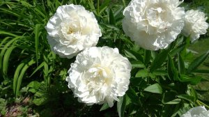 Пион Омео Сноу -Omeo Snow -Омео 2000г