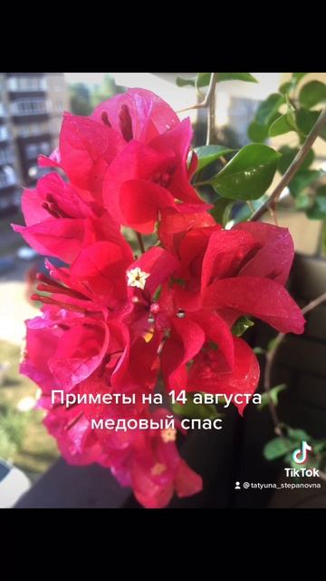 14 августа медовый спас что необходимо сделать в этот день