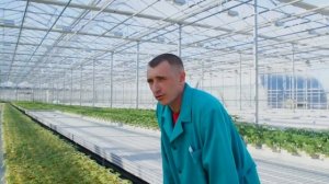 Выращиваем овощи на малообъемной гидропонике.