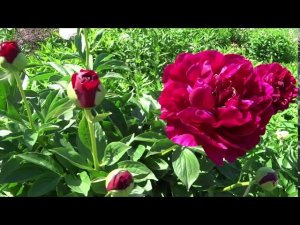 Пион ОЛД ФЕЙФУЛ  Paeonia OLD FAITHFUL: обзор, описание, цветение, отзыв
