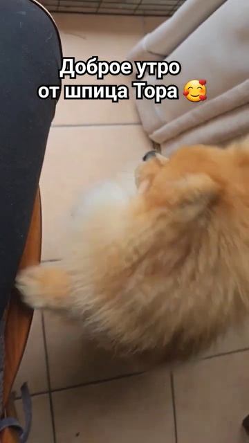 Доброе утро 🌄 # shorts смотреть онлайн