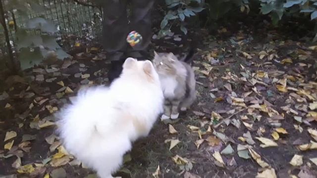 Шпиц и Муся смотреть онлайн