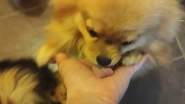 Продажа😃Питомник Йорк & Шпиц.Elite Pets,Крым, Евпатория 🌞Вопросы +79788972514 Доставка возможна 🥰