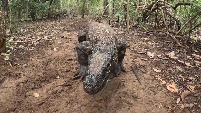 КОМОДСКИЕ ВАРАНЫ. ОСТРОВ КОМОДО. смотреть онлайн