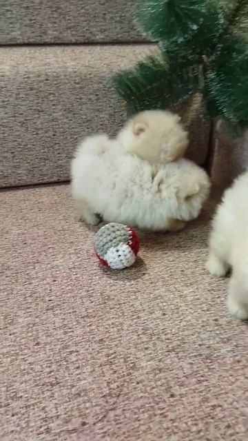 померанские шпицы мини.ПРОДАЮТСЯ. смотреть онлайн