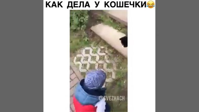 ИНСТА ВИДЕО | | Svezhach #1 Как дела у кошечки? смотреть онлайн