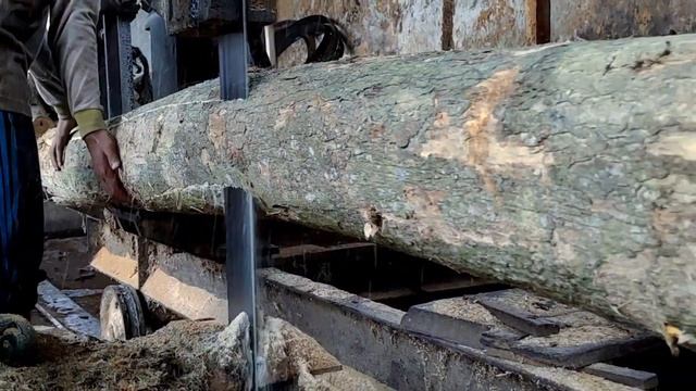 diborong cuma 1jt !! ada yang gak beres pada kayu hijau itu,ternyata serat kayunya seperti makLampi смотреть онлайн