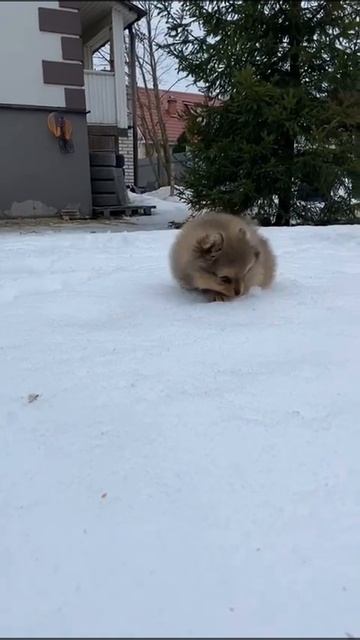 Виола мини шпиц