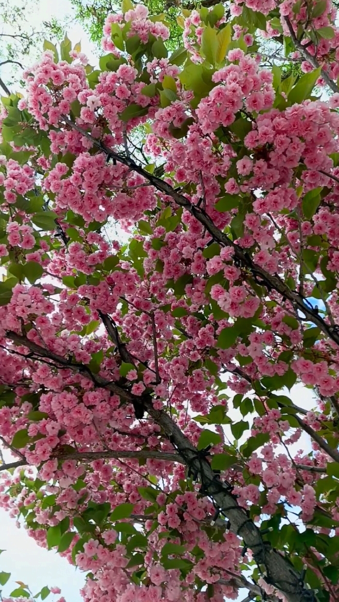 Японская Сакура в Волгограде. Апрель 2025 года🔸 смотреть онлайн