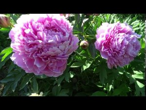 Пион СКАРБНИЦА  Paeonia SKARBNYTSYA: обзор, описание, цветение, отзыв