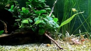 Как избавился от бродячей кладофоры и про разное.