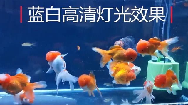 LED Aquarium Light смотреть онлайн