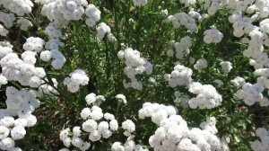 Как вырастить в саду жемчужницу   цветок тысячелистник птармика