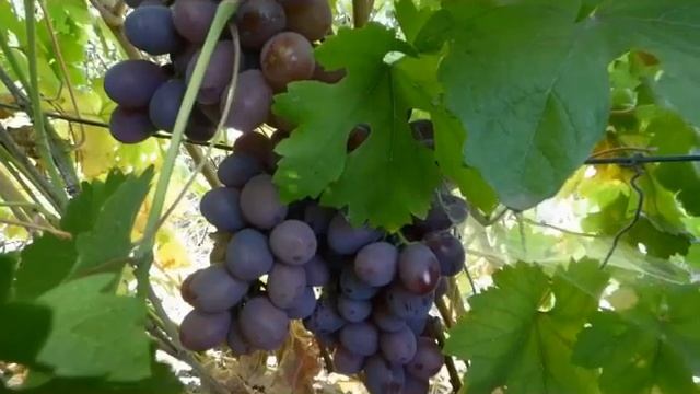 Сорт винограда Атаман. смотреть онлайн