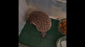 Ёжики с нами.