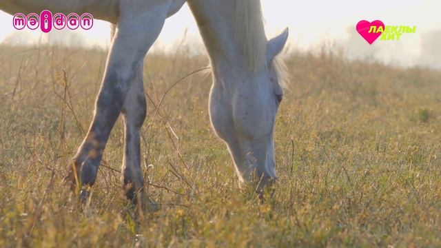 Лайклы хит | 07.08.2021