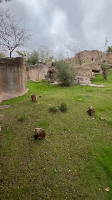 Gelada смотреть онлайн
